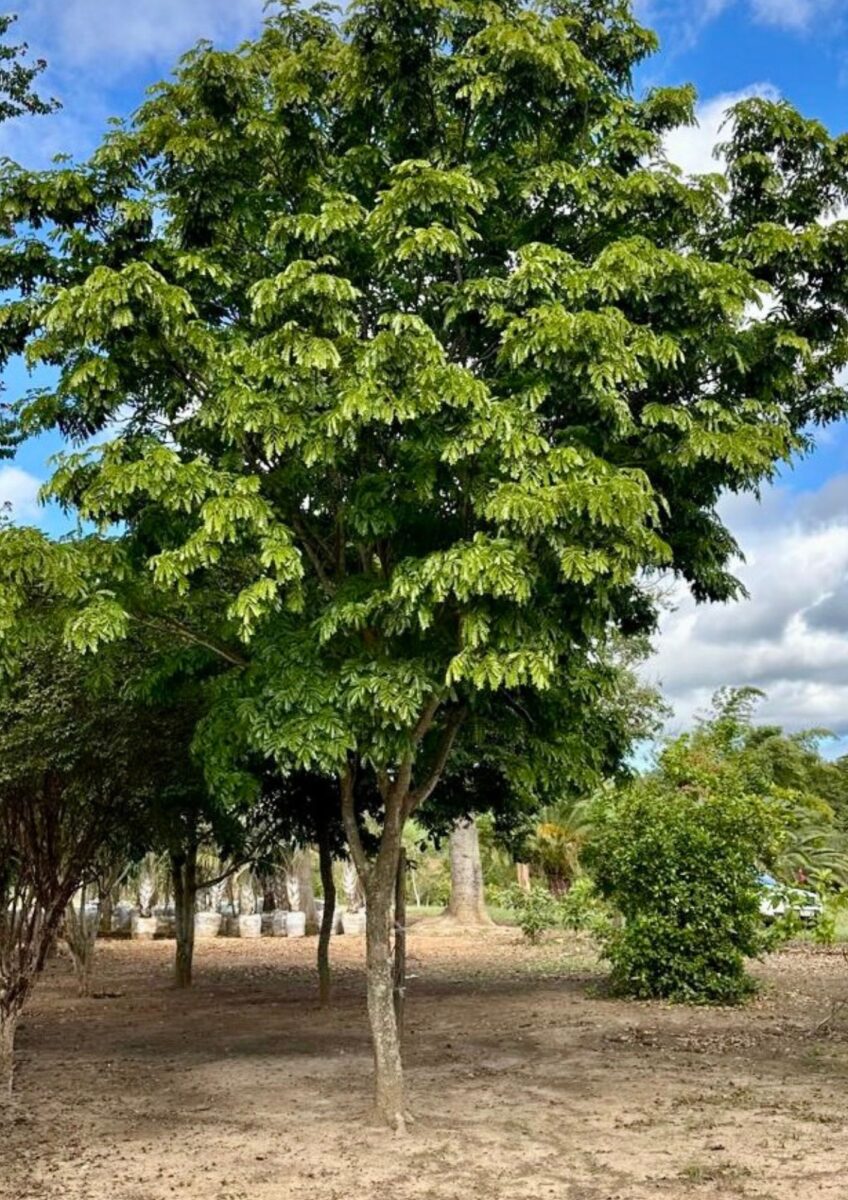 PAU BRASIL